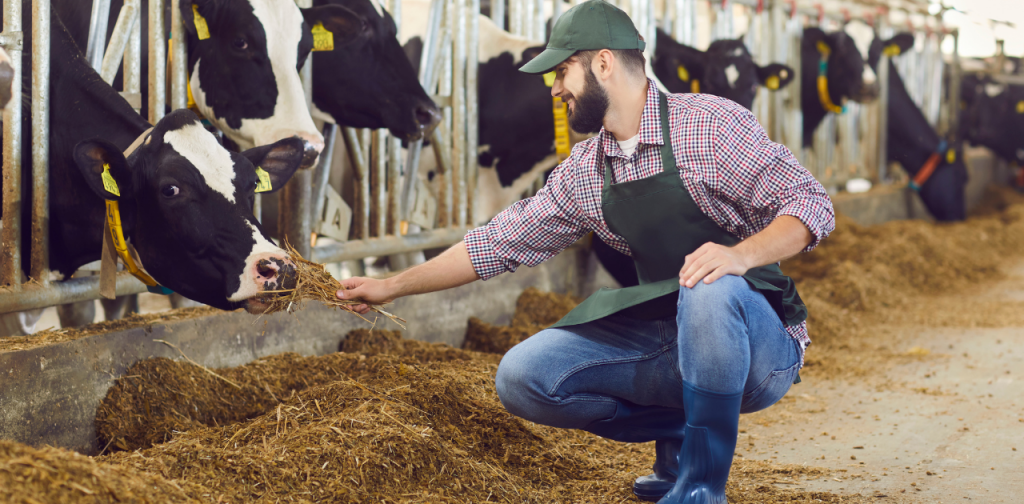 Symbolbild für Agrarantrag für EU-Beihilfen: Mann sitzt im Kuhstall und hält einer eine Kuh eine Hand mit Futter hin